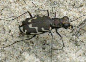 Bronzed Tiger Beetle